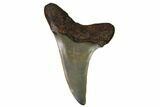 Fossil Shark Tooth - Sint Niklaas, Belgium #1423-1